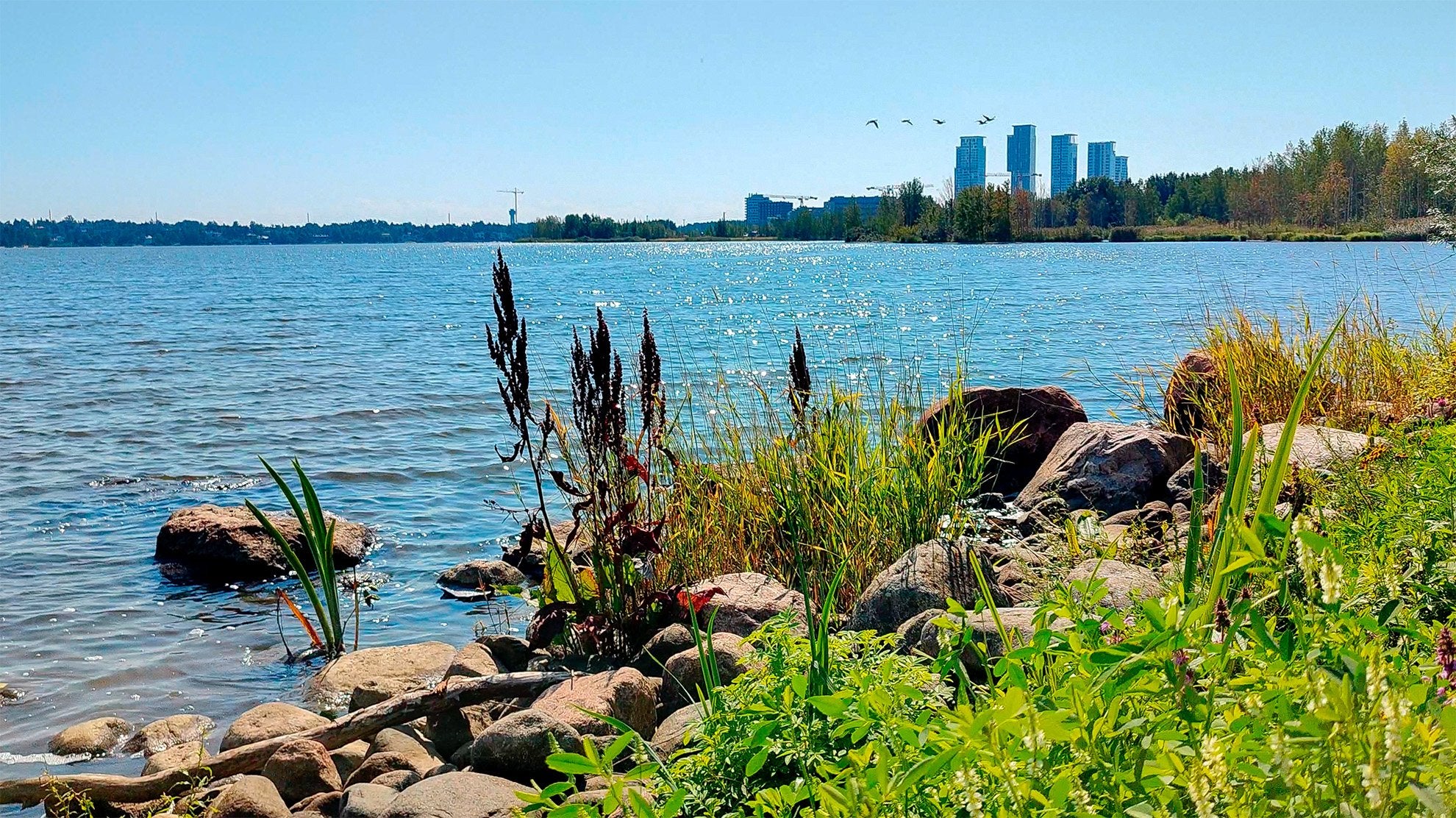 Seaside by the green shore and skyscrapers in the back in Finland